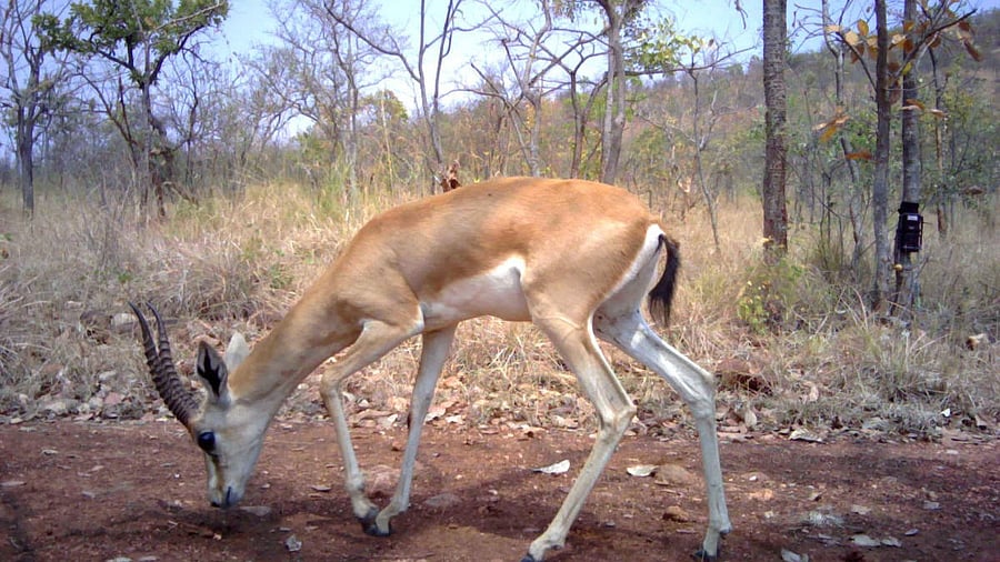 The state government on Thursday notified the second Chinkara Wildlife Sanctuary at Bukkapatna in Sira taluk of Tumakuru district.