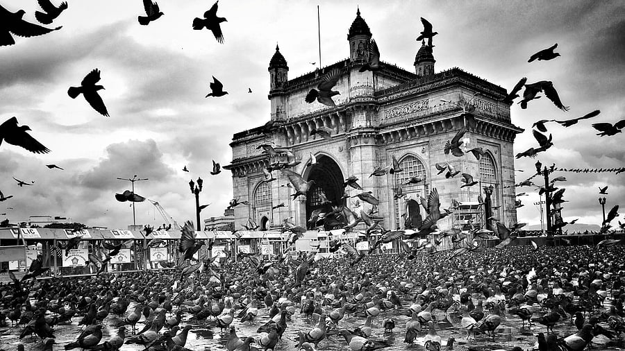 <div class="paragraphs"><p>Pigeons at the Gateway of India. Image for representation.</p></div>
