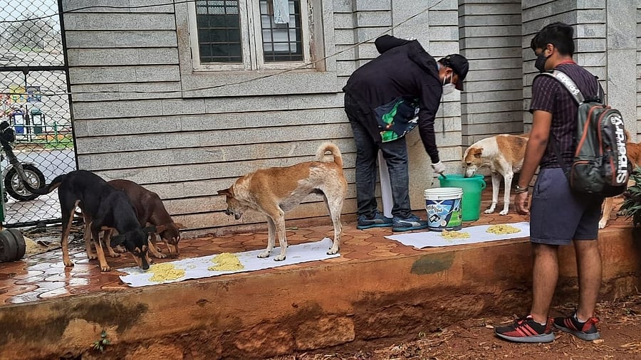 <div class="paragraphs"><p>Volunteers with South Bangalore Cares feeding stray dogs in Lalbagh.</p></div>
