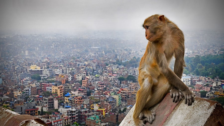 <div class="paragraphs"><p>War, politics, religion shape wildlife evolution in cities</p></div>