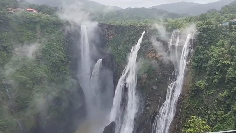 The world famous Jog Falls cascades in four streams as Raja, Rani, Roarer and Rocket, following heavy rains in the catchment areas in Sagar taluk of Shivamogga district on Saturday.
