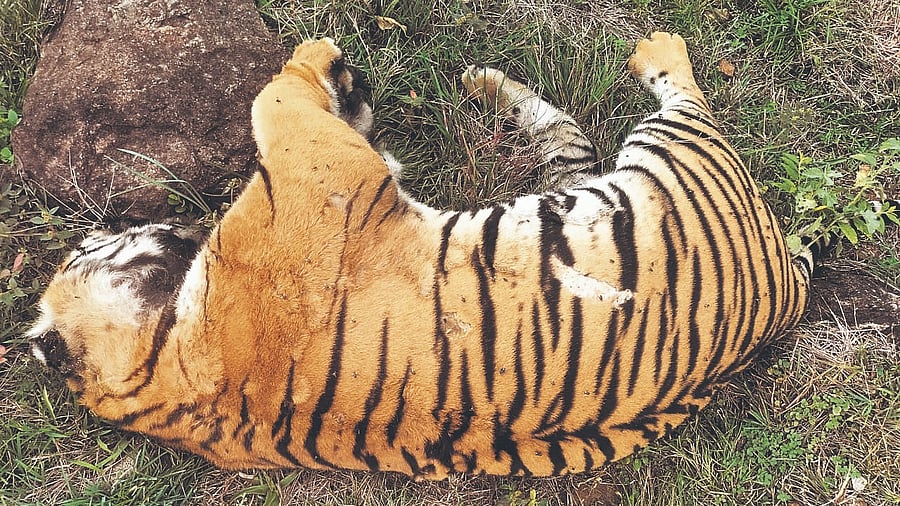 <div class="paragraphs"><p>Image showing a deceased tiger at MM Hills.</p></div>