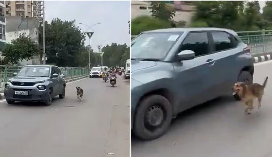 <div class="paragraphs"><p>Video of stray dog running behind SUV for 2 km in Haryana</p></div>