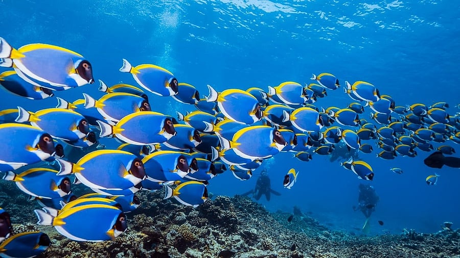 <div class="paragraphs"><p>Image showing marine life. For representational purposes.</p></div>