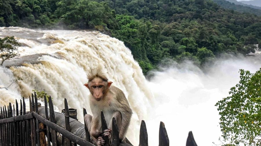 <div class="paragraphs"><p>A monkey sits in the backdrop of a heavy gush of water following heavy monsoon rainfall, at Athirappilly waterfall in Thrissur</p></div>
