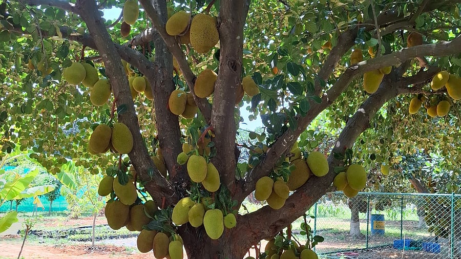 A jackfruit tree on the premises of Horticulture College in Kolar.