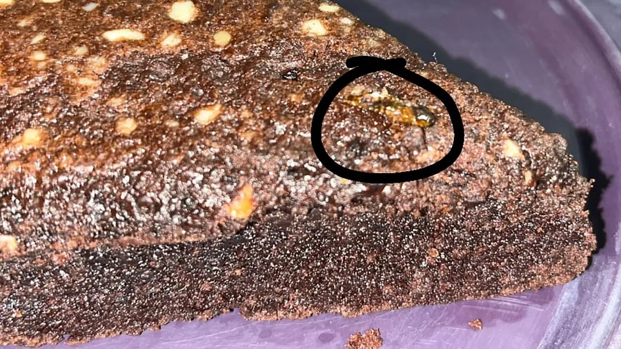 <div class="paragraphs"><p>Customer finds cockroach in brownie ordered from popular bakery in Noida</p></div>