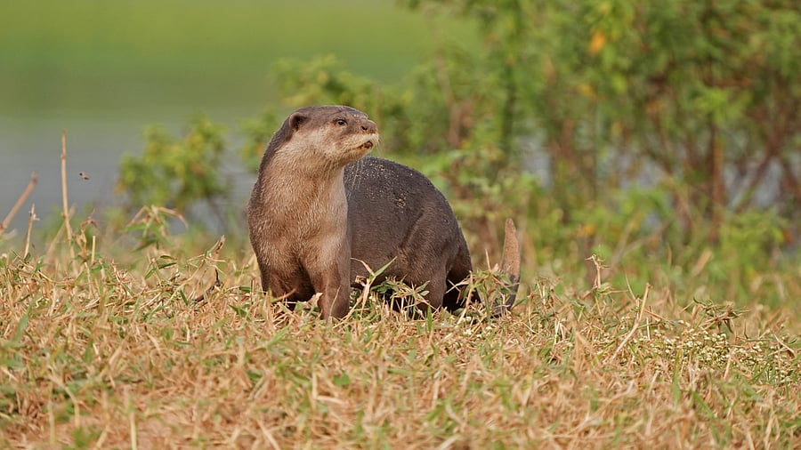 <div class="paragraphs"><p>An otter featured in My Otter Diary. </p></div>