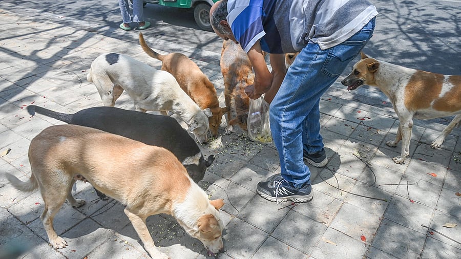 <div class="paragraphs"><p>Earlier, BBMP had requested citizens to volunteer and feed street dogs at their own expense.</p></div>