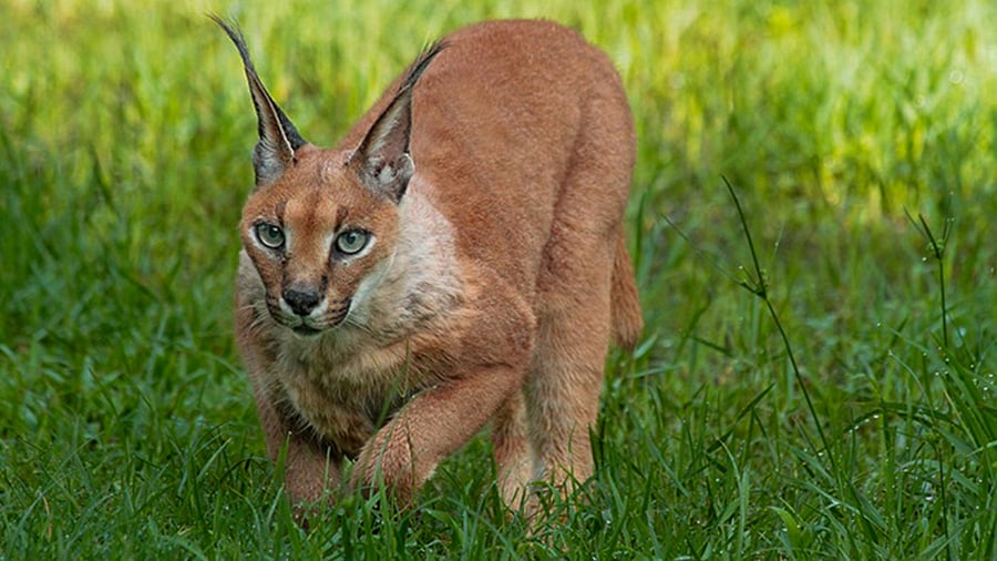 <div class="paragraphs"><p>In this image via DPR MP, Caracal, an elusive wild cat, spotted at the Gandhi Sagar Sanctuary in Madhya Pradesh's Mandsaur district. </p></div>