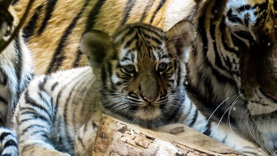 <div class="paragraphs"><p>Representative image showing tiger cubs.</p></div>