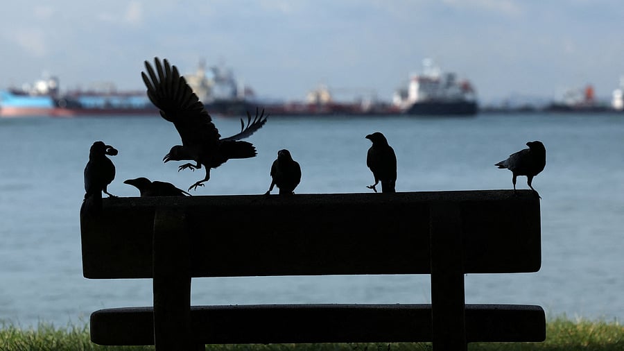 <div class="paragraphs"><p>Crows sit atop a park bench </p></div>