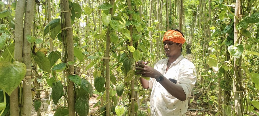 <div class="paragraphs"><p>A cultivator harvests betel leaves at a farm in Kamasamudra hobli of Kolar’s Bangarpet taluk. </p></div>