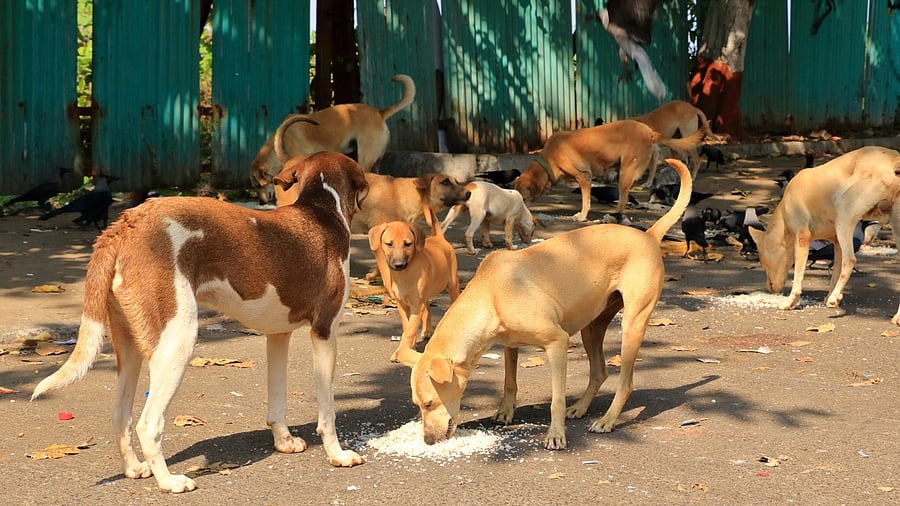 <div class="paragraphs"><p>According to BBMP’s tender document, the civic body plans to feed around 440 dogs in each zone.</p></div>
