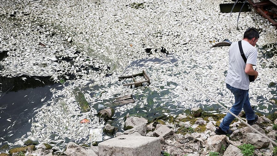 <div class="paragraphs"><p>Dead fish float on the water following a fish die-off, which experts believe could be a result of low water levels due to drought, combined with high water temperature and pollution that likely led to oxygen starvation, at the Sava River inlet, in Belgrade, Serbia, July 11, 2025.</p></div>