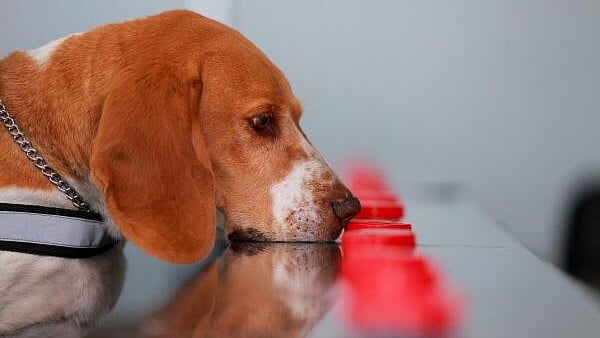 <div class="paragraphs"><p>Maiden, a dog trained to indentify pests that attack lemon trees, pratices at the canine training center Ceacan, in Tecamac on the outskirts of Mexico City, Mexico.</p></div>