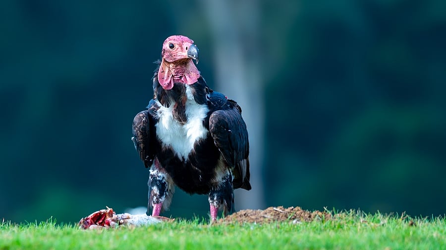 <div class="paragraphs"><p>A red-headed vulture scavenging in Nagarhole Tiger Reserve. </p></div>