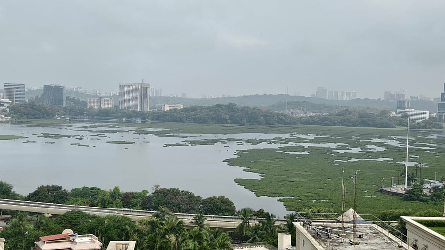 <div class="paragraphs"><p>Powai Lake.</p></div>