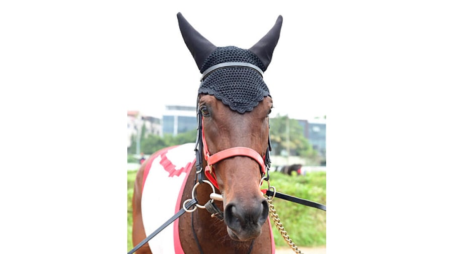 <div class="paragraphs"><p>Fynbos</p></div>