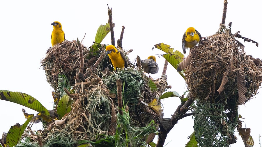 <div class="paragraphs"><p>Finn's Weaver colony in Kaziranga.   </p></div>