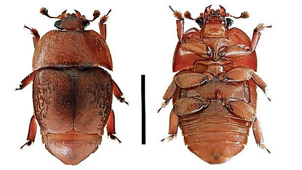 <div class="paragraphs"><p>Small hive beetle (Aethina tumida).&nbsp;</p></div>