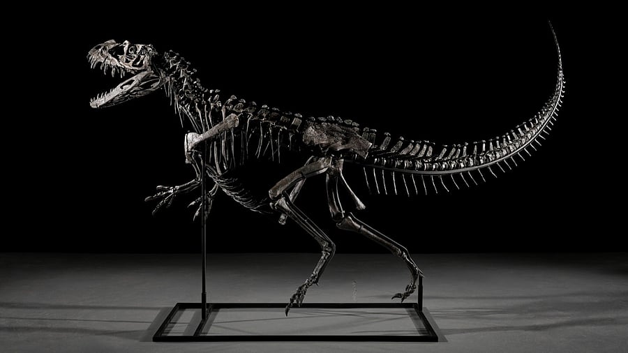 <div class="paragraphs"><p>The Ceratosaur fossil that was sold for $30.5 million.</p></div>