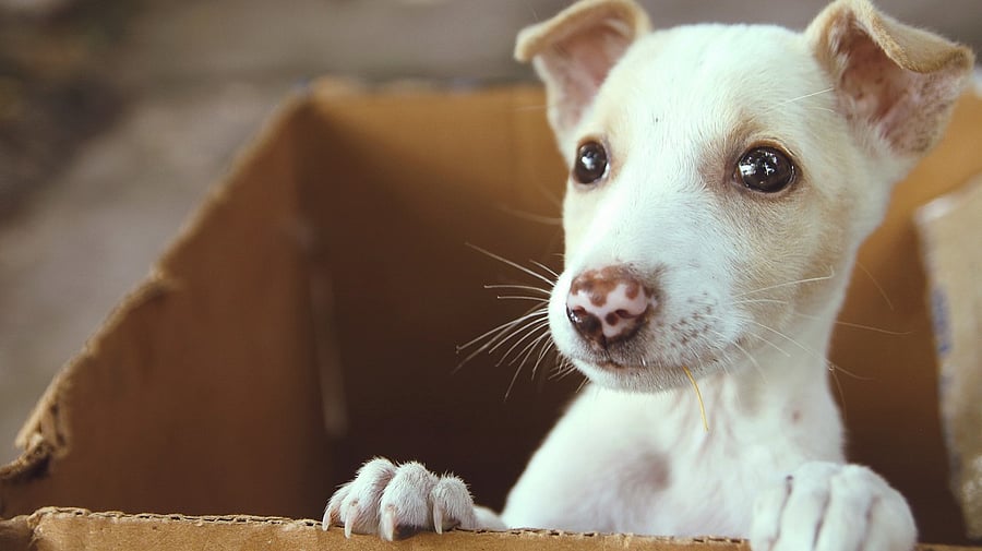 <div class="paragraphs"><p>Image showing a dog. For representational purposes.</p></div>