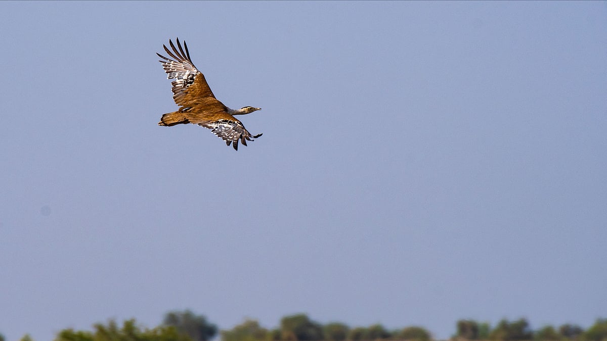 Great Indian Bustard Chick Hatches in Gujarat After a Decade-Long Wait
