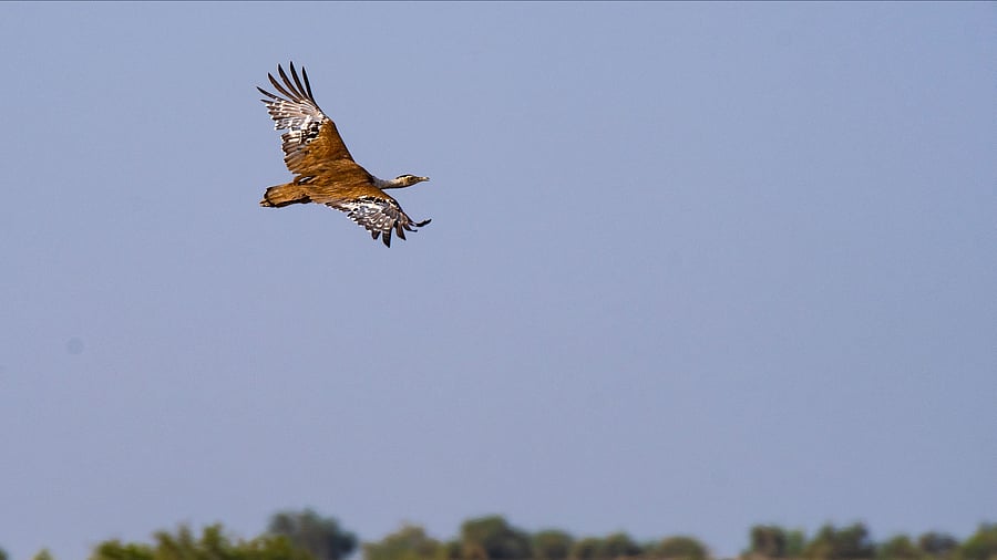 <div class="paragraphs"><p> Rajasthan is the historical stronghold of the great Indian bustard and now its last refuge. </p></div>