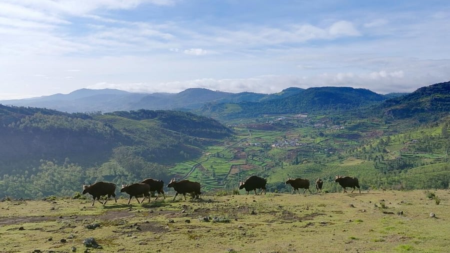 <div class="paragraphs"><p>A scene from the documentary. </p></div>