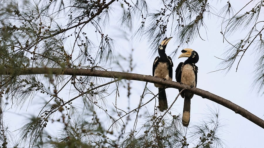 <div class="paragraphs"><p>A pair of hornbills (Image for representation)</p></div>