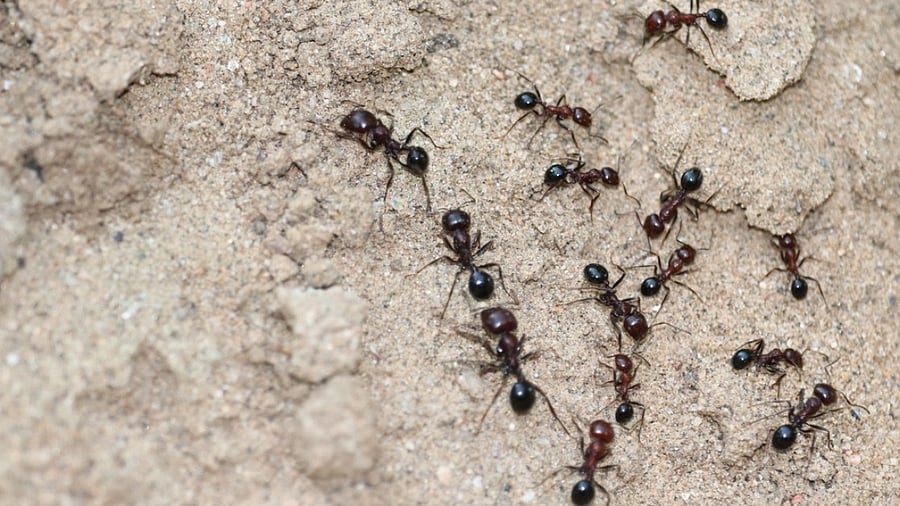 <div class="paragraphs"><p>Representative image of ants</p></div>