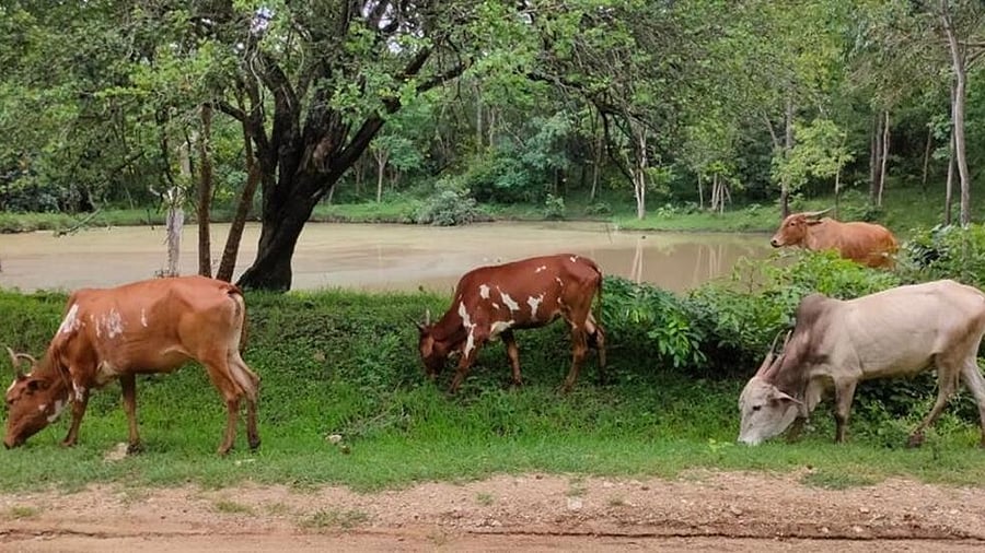 <div class="paragraphs"><p>Representative image.&nbsp;</p></div>