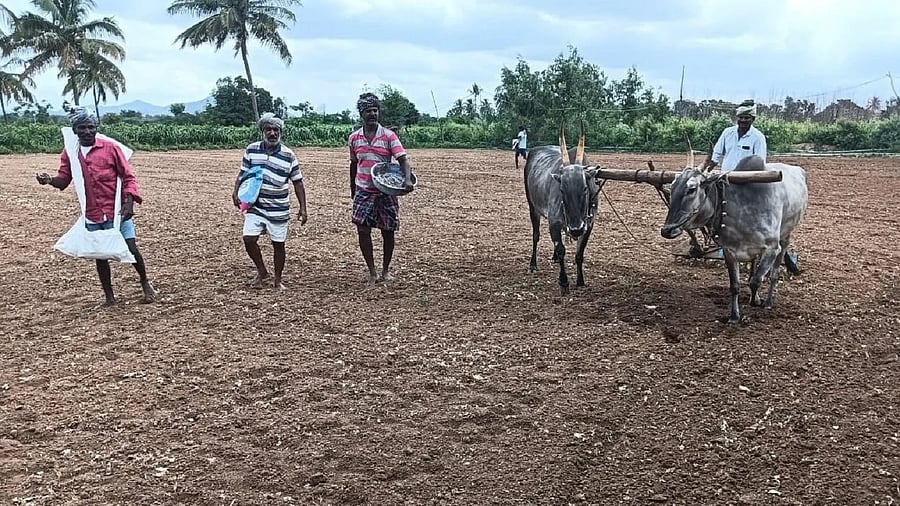 <div class="paragraphs"><p>Farming activities have gained momentum in the state owing to early monsoon this year. </p></div>