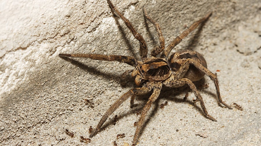 <div class="paragraphs"><p>Representative image of a wolf spider. </p></div>