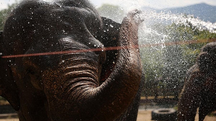 <div class="paragraphs"><p>Animals are sprayed with water to cool down during a heatwave, at Sofia City Zoo</p><p></p></div>