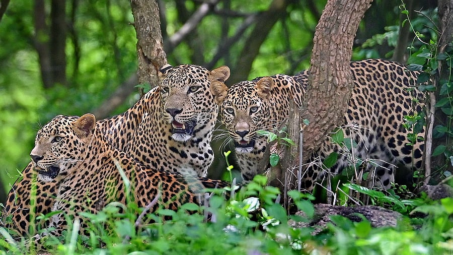 <div class="paragraphs"><p>Some of the animals at the Bannerghatta National Park.</p></div>
