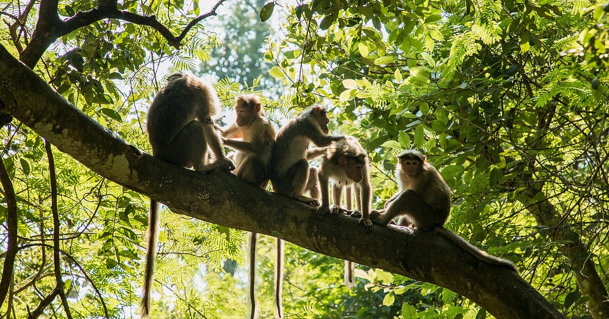 Simian Types Monkey Encounters India: Close Calls with Simians in Daily Life