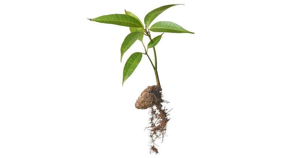 <div class="paragraphs"><p>A sapling sprouts from a mango seed.</p></div>