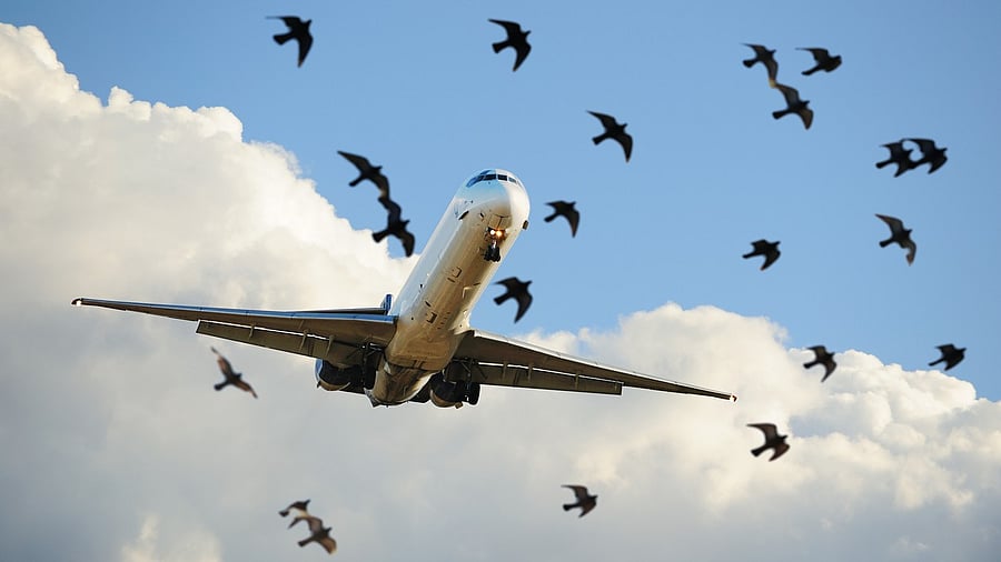 <div class="paragraphs"><p>Image showing a flock of birds in front of a plane. For representational purposes.</p></div>