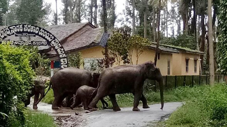 Elephants account for about two thirds of all conflict with wildlife in Karnataka.