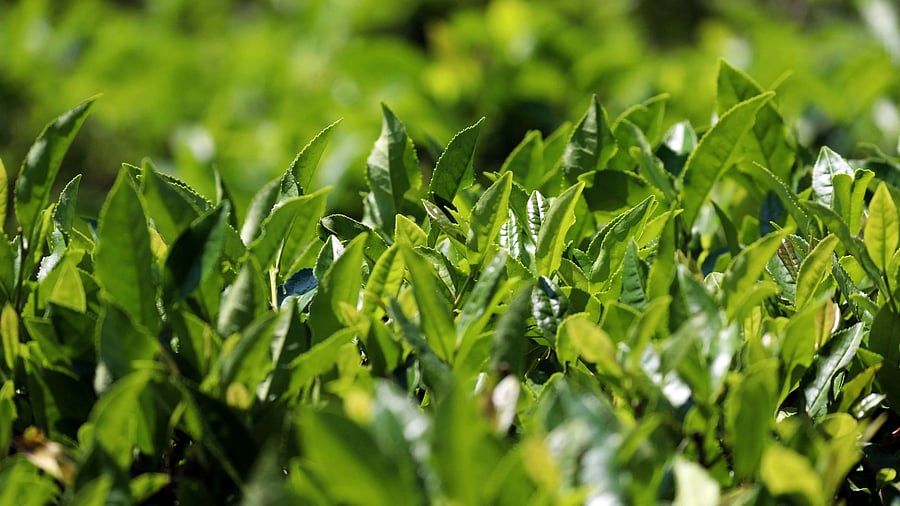 <div class="paragraphs"><p>Tea leaves are seen at a plantation.&nbsp;</p><p></p><p>Photo for representational purpose.</p></div>