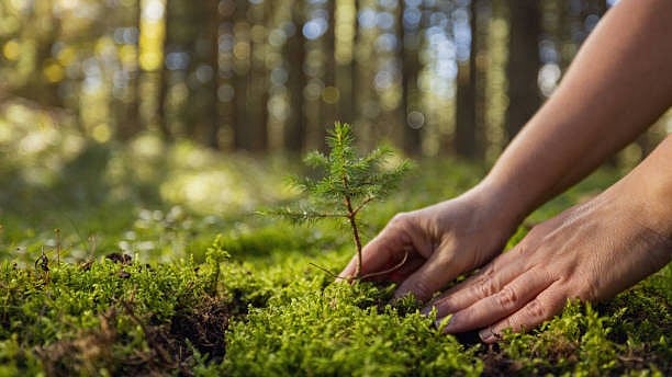 <div class="paragraphs"><p>Image for representational purposes.</p></div>