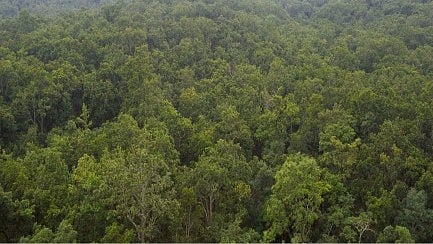 <div class="paragraphs"><p>A view of the Palamau Tiger Reserve (PTR).</p></div>