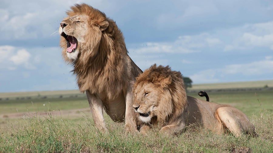 <div class="paragraphs"><p>Asiatic Lions.</p></div>