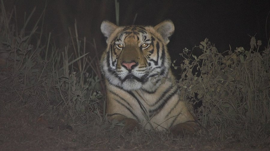 <div class="paragraphs"><p>Tiger population in Kaziranga was 104 in 2022.</p></div>