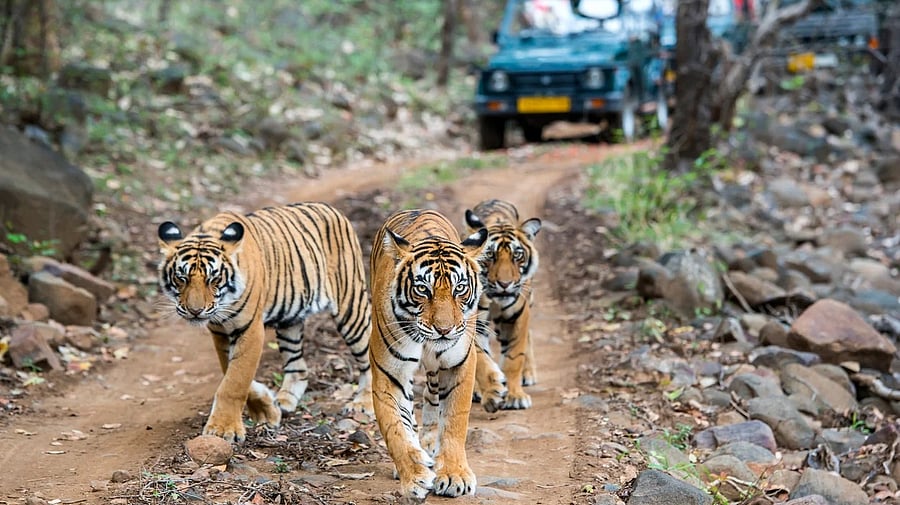 <div class="paragraphs"><p>Representative image</p></div>