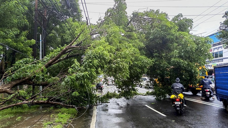 <div class="paragraphs"><p>Commuters move past an uprooted tree following rainfall and strong winds, in Bhopal.</p></div>