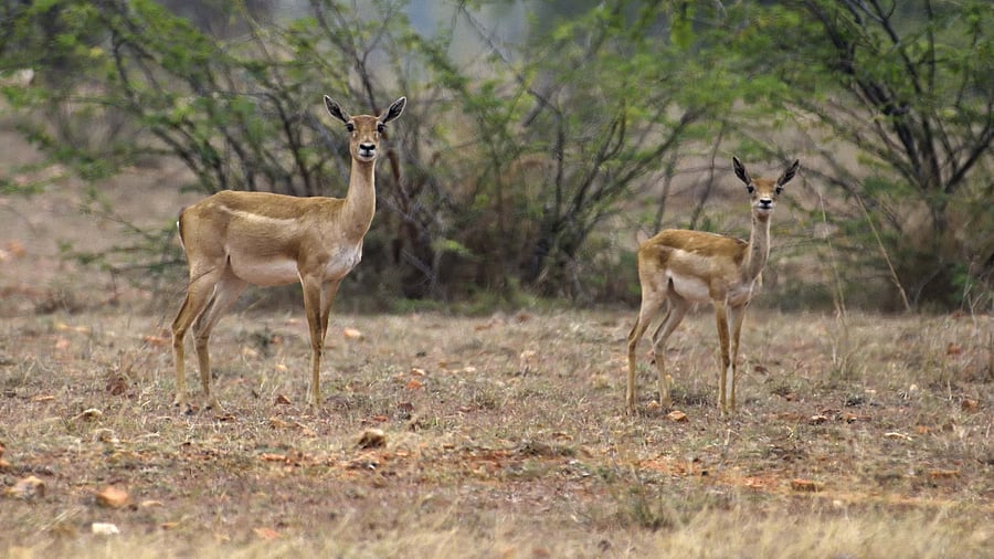 The blackbucks spotted at Jayamangali Blackbuck Conservation Reserve near Madhugiri in Tumakuru district. A recent study by Ashoka Trust for Research in Ecology and the Environment showed that blackbucks thrived outside the reserve. The researchers cumulatively encountered 180 blackbucks across 14 grids, 13 of which were outside the conservation reserve.