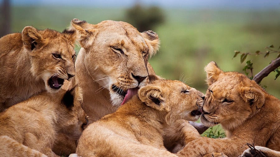 <div class="paragraphs"><p>Image showing a lioness and her cubs. For representational purposes.</p></div>
